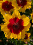 Dyer's Coreopsis